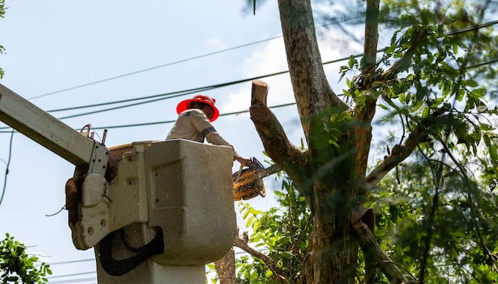 Tree care and maintenance services in Huntington Beach