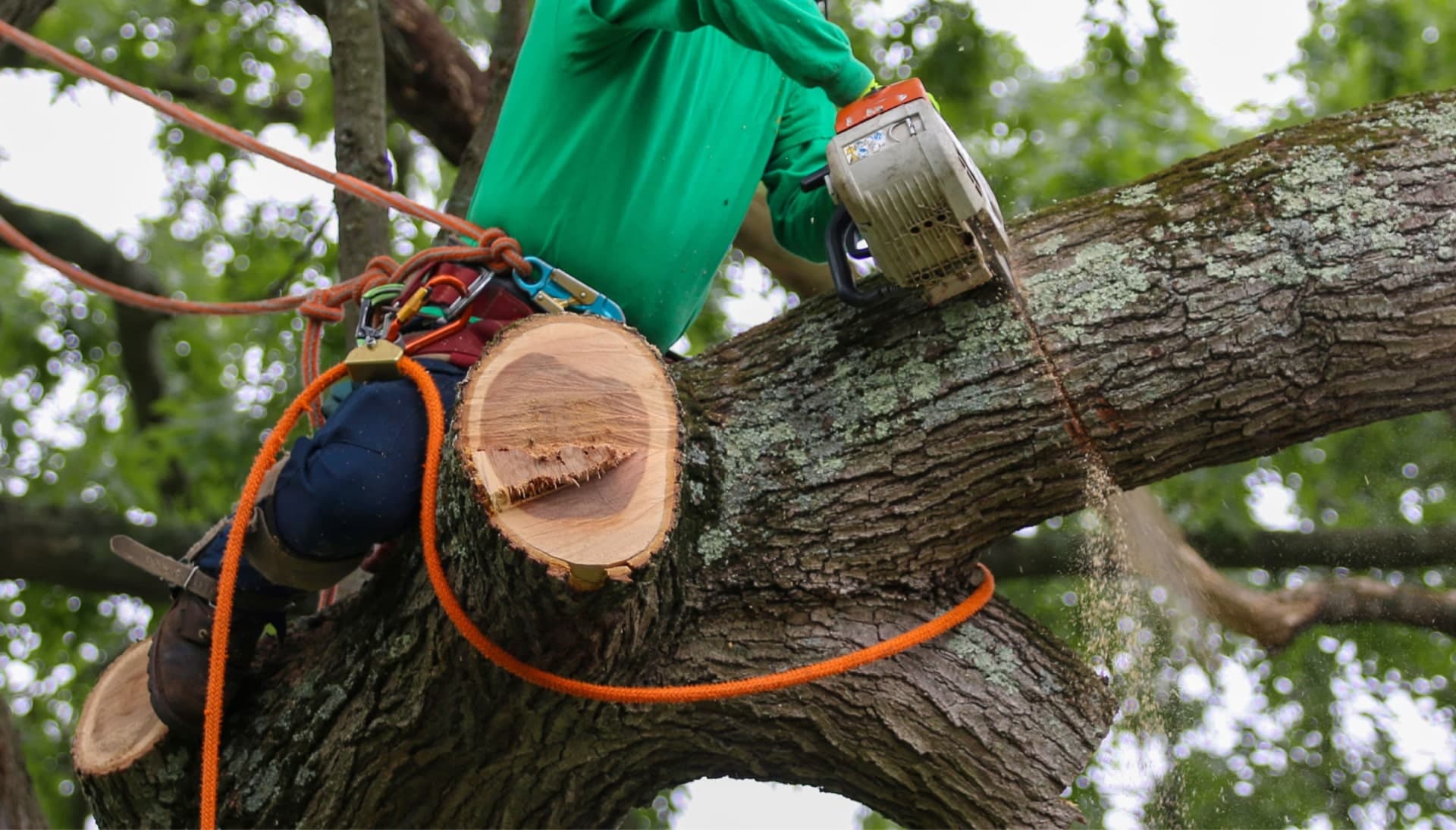 A team of workers removing a large tree from a residential property in Huntington Beach, with ropes and pulleys to guide the tree's fall