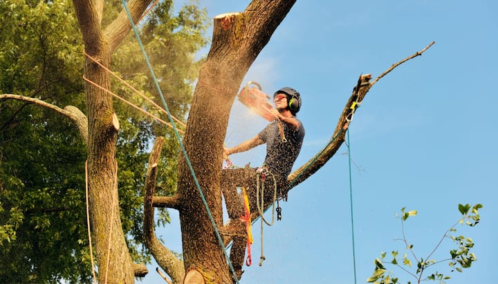 Tree removal contractors in Huntington Beach