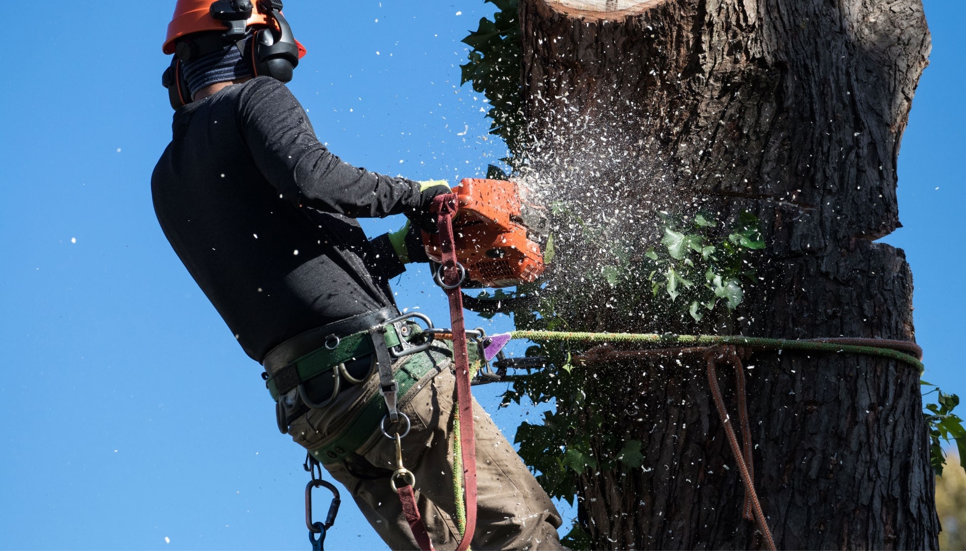 Tree removal solutions in Huntington Beach