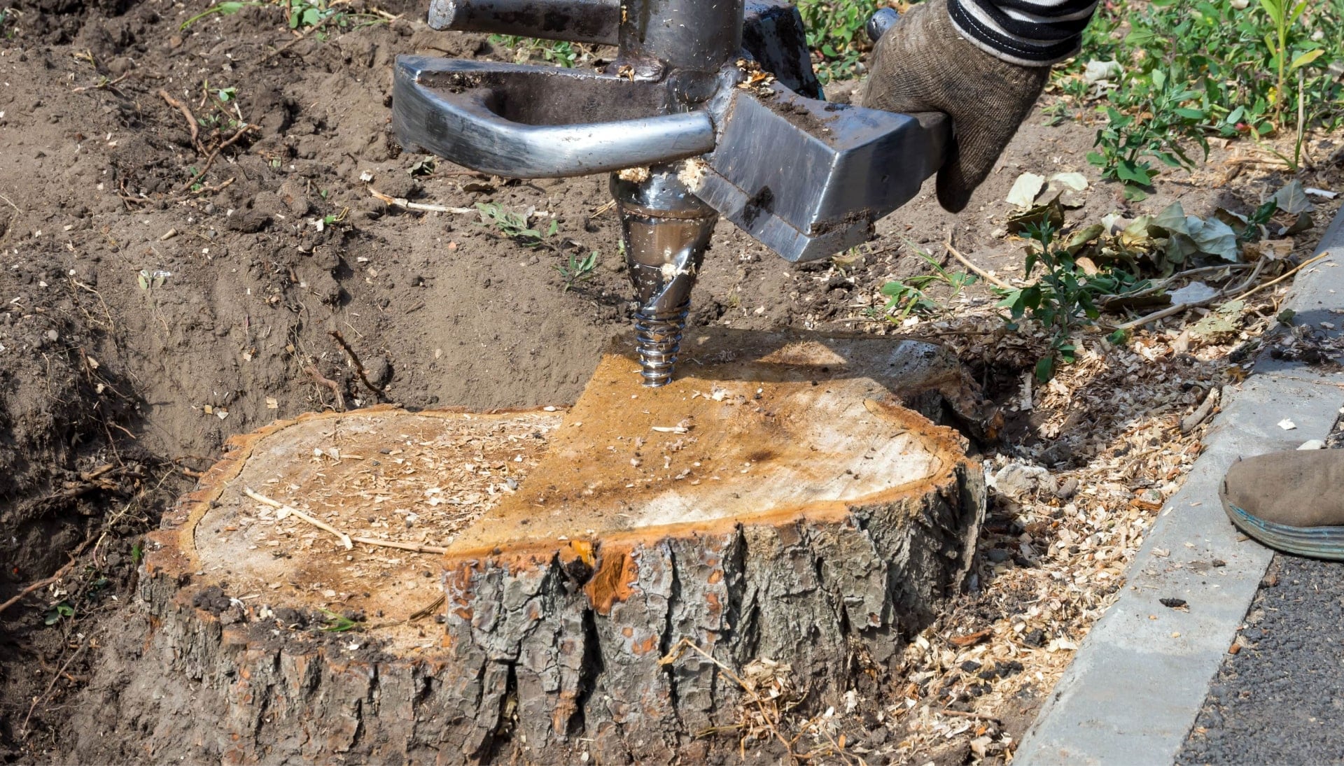 A close-up of a tree stump being removed with a stump grinder machine in Huntington Beach